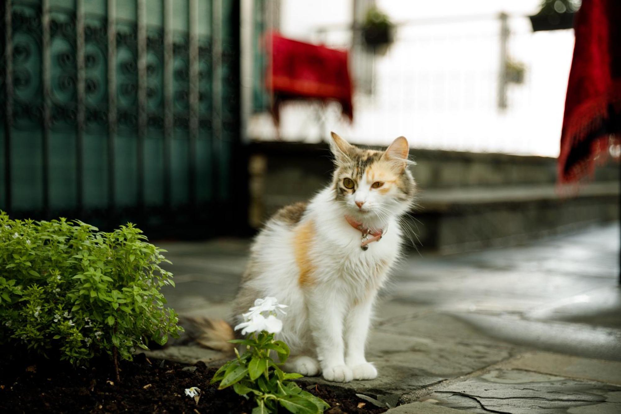Boutique Hotel Musee Gjirokaster Bagian luar foto